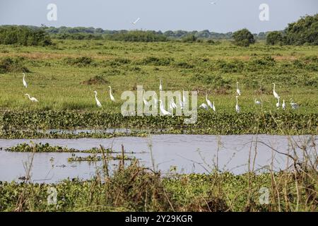 Grandes aigrettes blanches et canards sifflants à face blanche dans une prairie verte au bord de l'eau, Pantanal Wetlands, Mato Grosso, Brésil, Amérique du Sud Banque D'Images