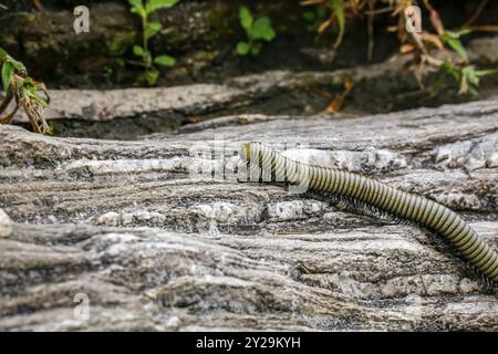 Millipèdes rampant sur un sol rocheux, Biribiri State Park, Minas Gerais, Brésil, Amérique du Sud Banque D'Images