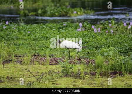 Recherche de cigogne des bois au bord d'un lagon vert, Pantanal Wetlands, Mato Grosso, Brésil, Amérique du Sud Banque D'Images