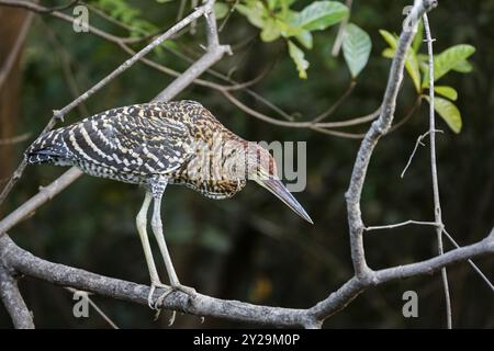 Héron tigre Fasciated avec de beaux motifs de recherche de plumage sur une branche sur fond naturel sombre, Pantanal Wetlands, Mato Grosso, Brésil, S. Banque D'Images