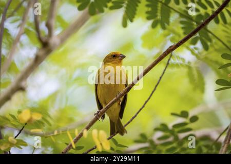 Pingembre safran perché sur une brindille sur fond vert vif, Pantanal Wetlands, Mato Grosso, Brésil, Amérique du Sud Banque D'Images