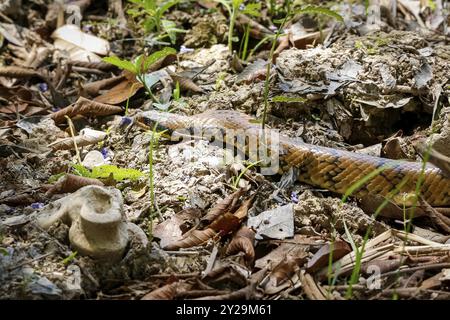 Gros plan du Cobra brésilien de faux eaux sur le sol naturel, les zones humides du Pantanal, Mato Grosso, Brésil, Amérique du Sud Banque D'Images