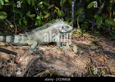 Vue latérale rapprochée d'un Iguana vert au bord de la rivière, Pantanal Wetlands, Mato Grosso, Brésil, Amérique du Sud Banque D'Images