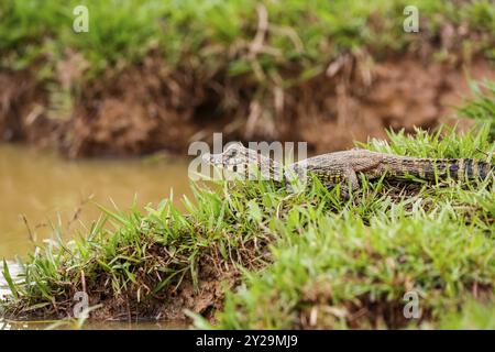 Petit Yacare Caiman couché sur un bord de rivière herbeux avec tête surélevée, Pantanal Wetlands, Mato Grosso, Brésil, Amérique du Sud Banque D'Images