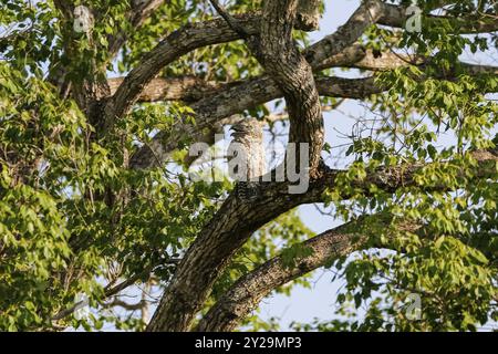 Grand Potoo avec camouflage parfait dans un arbre, Pantanal Wetlands, Mato Grosso, Brésil, Amérique du Sud Banque D'Images