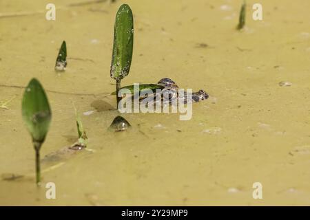 Tête d'un petit caïman Yacare sur la surface d'une rivière boueuse avec quelques plantes vertes, Pantanal Wetlands, Mato Grosso, Brésil, Amérique du Sud Banque D'Images