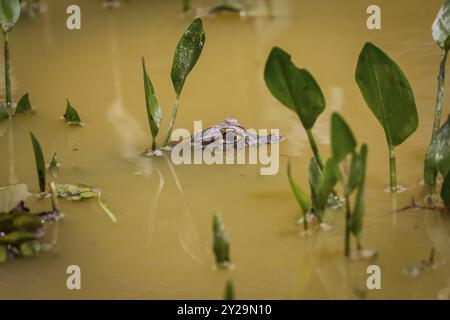 Tête d'un petit caïman Yacare sur la surface d'une rivière boueuse avec quelques plantes vertes, Pantanal Wetlands, Mato Grosso, Brésil, Amérique du Sud Banque D'Images