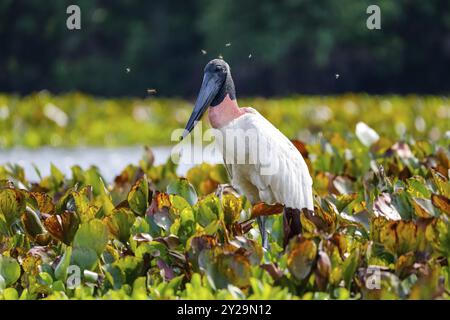 Gros plan d'une cigogne Jabiru avec des mouches à cheval autour de sa tête, debout dans un lagon avec jacinthes d'eau, zones humides du Pantanal, Mato Grosso, Brésil, Sud Banque D'Images