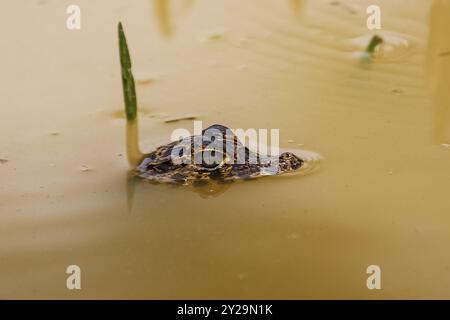 Yacare Caiman, tête sur la surface, flottant dans une rivière boueuse, Pantanal Wetlands, Mato Grosso, Brésil, Amérique du Sud Banque D'Images