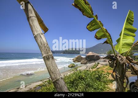 Vue le long de la belle côte avec la plage et les dalles de roche plantes en premier plan, Picinguaba, Brésil, Amérique du Sud Banque D'Images