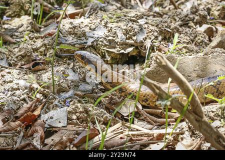 Gros plan sur le Cobra brésilien de l'eau fausse. Sol boueux, léchage, zones humides du Pantanal, Mato Grosso, Brésil, Amérique du Sud Banque D'Images