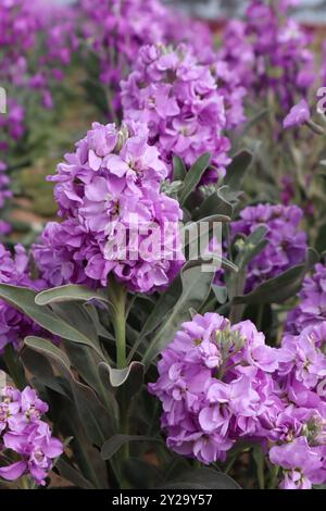 Rhododendron violet gros plan dans un champ de fleurs à Carlsbad Flower Fields Banque D'Images