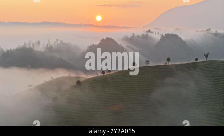 Pékin, province chinoise du Hubei. 9 septembre 2024. Une photo de drone aérien montre un jardin de thé dans la montagne Mu'er dans la ville de Zouma dans le comté de Hefeng, province du Hubei en Chine centrale, 9 septembre 2024. Crédit : Yang Shunpi/Xinhua/Alamy Live News Banque D'Images