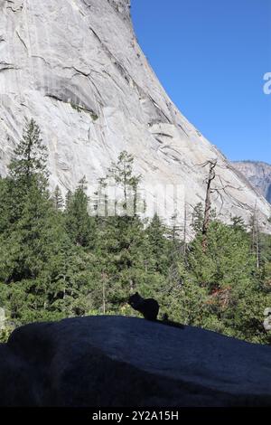 Silhouette d'écureuil contre le feuillage Yosemite et la montagne rocheuse en toile de fond avec ciel bleu Banque D'Images