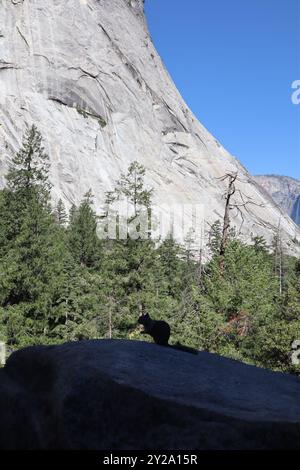 Silhouette d'écureuil contre le feuillage Yosemite et la montagne rocheuse en toile de fond avec ciel bleu Banque D'Images