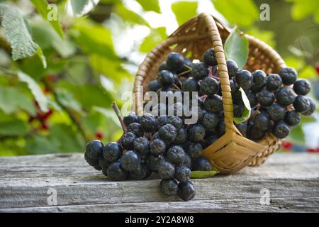 Aronia melanocarpa (chokeberry noir) fraîche dans un panier en osier. Cadre extérieur avec fond de nature verte. Banque D'Images