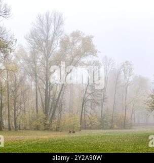 arbres d'automne dans le parc pendant la journée brumeuse. Banque D'Images