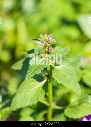 Fleurs roses d'ortie morte tachetée Lamium maculatum. Plantes médicinales dans le jardin. Lamium maculatum. Fleurs violettes dragon ortie morte. Banque D'Images