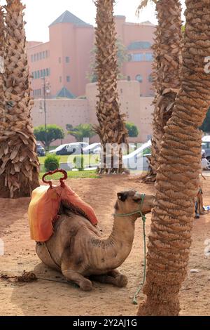 Dromadaire près de l'Hôtel Mamounia dans la vieille ville de Marrakech au Maroc. Marrakech, région de Marrakech-Safi, Maroc. Crédit : photo de Hugo Martin/Ala Banque D'Images