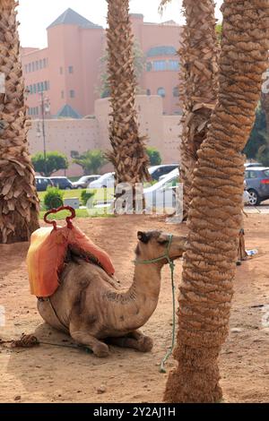 Dromadaire près de l'Hôtel Mamounia dans la vieille ville de Marrakech au Maroc. Marrakech, région de Marrakech-Safi, Maroc. Crédit : photo de Hugo Martin/Ala Banque D'Images