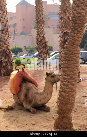 Dromadaire près de l'Hôtel Mamounia dans la vieille ville de Marrakech au Maroc. Marrakech, région de Marrakech-Safi, Maroc. Crédit : photo de Hugo Martin/Ala Banque D'Images