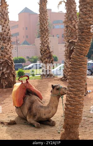 Dromadaire près de l'Hôtel Mamounia dans la vieille ville de Marrakech au Maroc. Marrakech, région de Marrakech-Safi, Maroc. Crédit : photo de Hugo Martin/Ala Banque D'Images