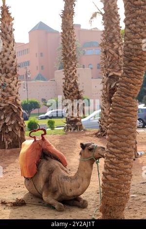 Dromadaire près de l'Hôtel Mamounia dans la vieille ville de Marrakech au Maroc. Marrakech, région de Marrakech-Safi, Maroc. Crédit : photo de Hugo Martin/Ala Banque D'Images