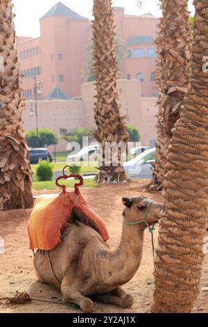 Dromadaire près de l'Hôtel Mamounia dans la vieille ville de Marrakech au Maroc. Marrakech, région de Marrakech-Safi, Maroc. Crédit : photo de Hugo Martin/Ala Banque D'Images