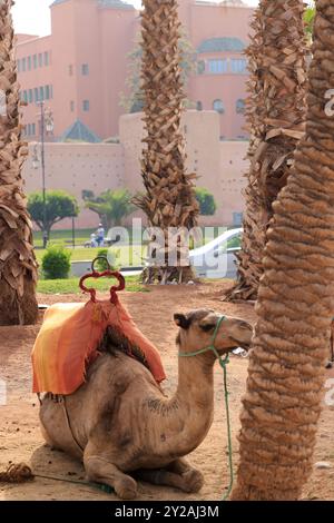 Dromadaire près de l'Hôtel Mamounia dans la vieille ville de Marrakech au Maroc. Marrakech, région de Marrakech-Safi, Maroc. Crédit : photo de Hugo Martin/Ala Banque D'Images