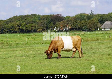 Ceinture néerlandaise (Lakenvelder) race de vaches laitières qui paissent dans le pré. Paysage de pâturage. Pays-Bas, Hollande du Nord. Fin de l'été, septembre. Banque D'Images