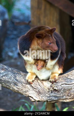 Les kangourous des arbres (Dendrolagus Goodfellow) sont menacés dans la nature. Ce Goodfellows Tree Kangourou est originaire de Papouasie-Nouvelle-Guinée, et est une fière maman. Banque D'Images