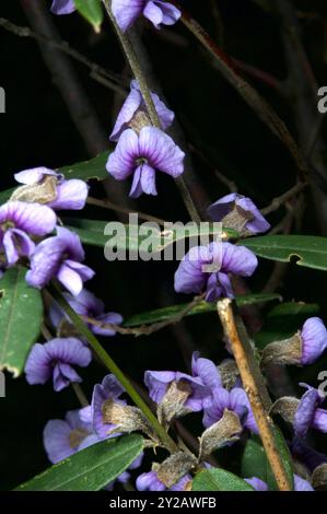 C'est Hovea linearis - autrement connu sous le nom de Blue Bonnet ou Birds Eye. Il est souvent confondu avec Hardenbergia, mais a des feuilles plus longues et des fleurs bleues. Banque D'Images