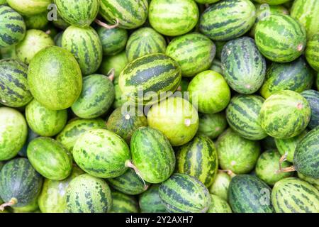 Petites pastèques fraîches et mûres. Fruits sucrés fraîchement récoltés Banque D'Images