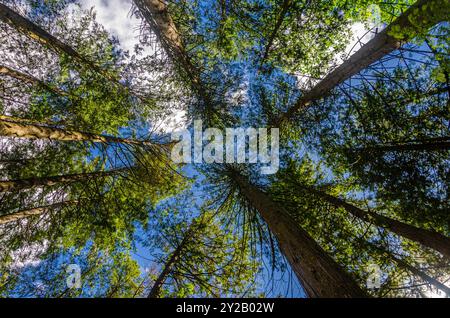 Vue verticale de la canopée de grands vieux pins dans une forêt dense à feuilles persistantes en Colombie-Britannique, Canada Banque D'Images