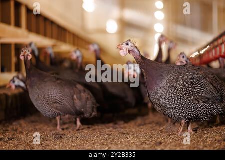 Un groupe de pintades sur une ferme avicole picotant à une mangeoire. Culture de pintades dans une ferme avicole, production d'œufs Banque D'Images