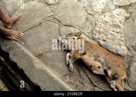 Un cochon couché sur le sol à côté d'un homme qui est assis au porche d'une maison dans le village traditionnel de Tarung à Sumba Ouest, Indonésie. Banque D'Images