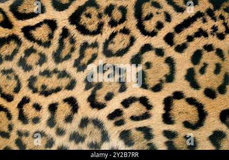 Gros plan sur la peau de léopard. Fourrure à pois noir marron. Arrière-plan. Banque D'Images