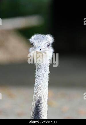 Portrait d'un Rhéa. Grand ratite sans vol. Greater rhea. Banque D'Images