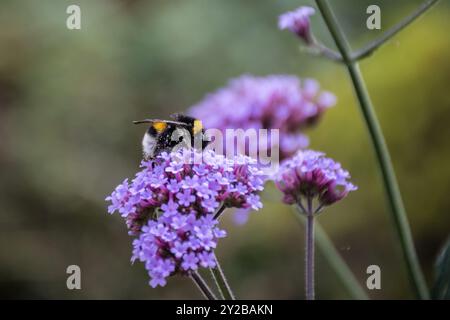 Gros plan macro d'une abeille collectant du pollen d'une petite fleur violette. Mise au point sélective sur les abeilles en utilisant Bokeh. bourdon dans la nature Banque D'Images