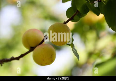 Naplouse, Cisjordanie. 12 juin 2022. La saison des abricots dans le village palestinien de Sebastia, au nord-ouest de la ville de Naplouse en Cisjordanie. L’abricot est l’un des fruits cultivés par les Palestiniens en Cisjordanie et à Gaza. Bien que l'agriculture demeure un secteur important de l'économie palestinienne, les agriculteurs palestiniens de Cisjordanie sont contraints par la confiscation et les bouclages constants des terres, les restrictions imposées à l'approvisionnement en eau et l'accès limité aux marchés en raison de l'occupation israélienne Banque D'Images