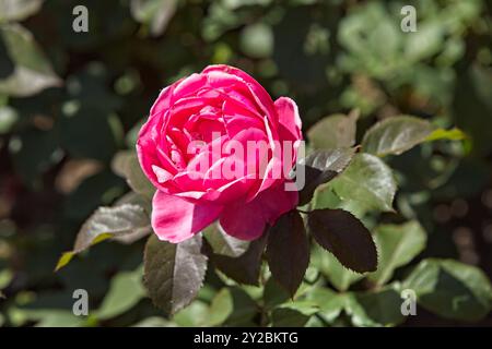 Gros plan de Rosa Gartenprinzessin Marie-José fleur avec des tons rose vif et rouge. Banque D'Images