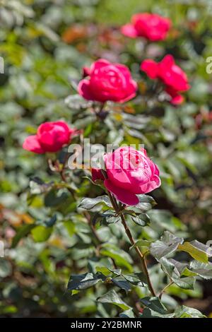 Gros plan de Rosa Gartenprinzessin Marie-José fleur avec des tons rose vif et rouge. Banque D'Images