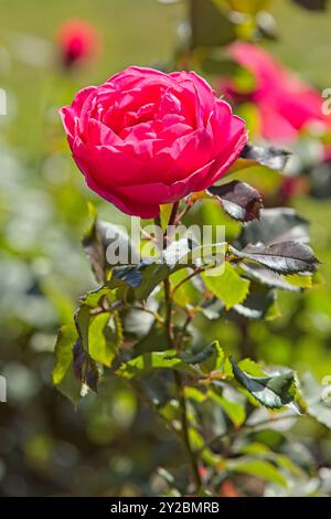 Gros plan de Rosa Gartenprinzessin Marie-José fleur avec des tons rose vif et rouge. Banque D'Images