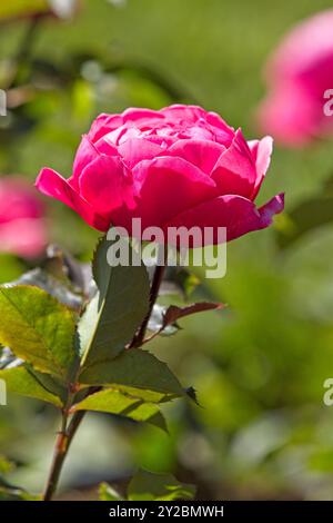 Gros plan de Rosa Gartenprinzessin Marie-José fleur avec des tons rose vif et rouge. Banque D'Images