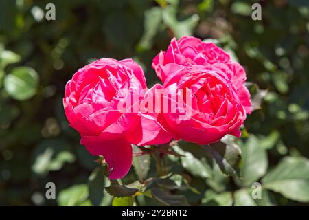 Gros plan de Rosa Gartenprinzessin Marie-José fleur avec des tons rose vif et rouge. Banque D'Images