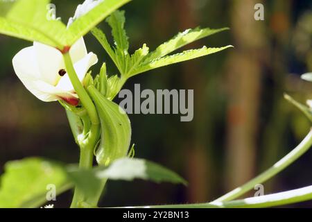 Fructification du gombo, également connu sous le nom de Lady's Fingers : une plante ensoleillée avec une fleur légère d'ouverture et un petit fruit vert, photo en gros plan. Récolte du gombo Banque D'Images