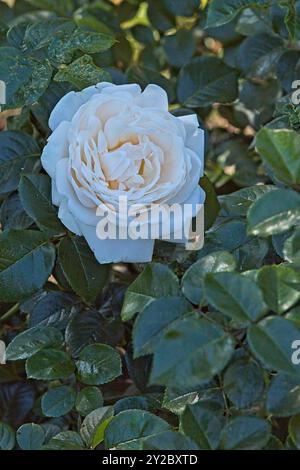 Gros plan de Rosa Summer Memories qui est une rose arbuste avec fleur de pétales blanc crème. Banque D'Images