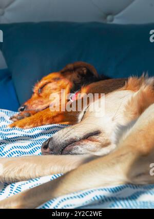 Deux chiens dorment sur un couvre-lit bleu et blanc. L'un est brun et l'autre est bronzé Banque D'Images