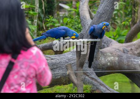 Vue arrière d'une fille vérifier la paire d'aras Hyacinthe nourrissant, la plus grande espèce de perroquet. Bird Paradise, Singapour. Banque D'Images