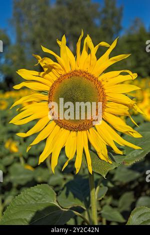 En gros plan d'helianthus annuus, également connu sous le nom de tournesol commun, est une espèce de grande forge annuelle de la famille des Marguerites asteraceae. Banque D'Images